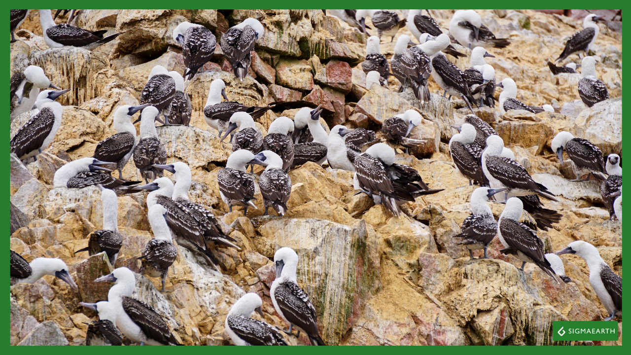 Peru’s Guano Birds Face Survival Crisis