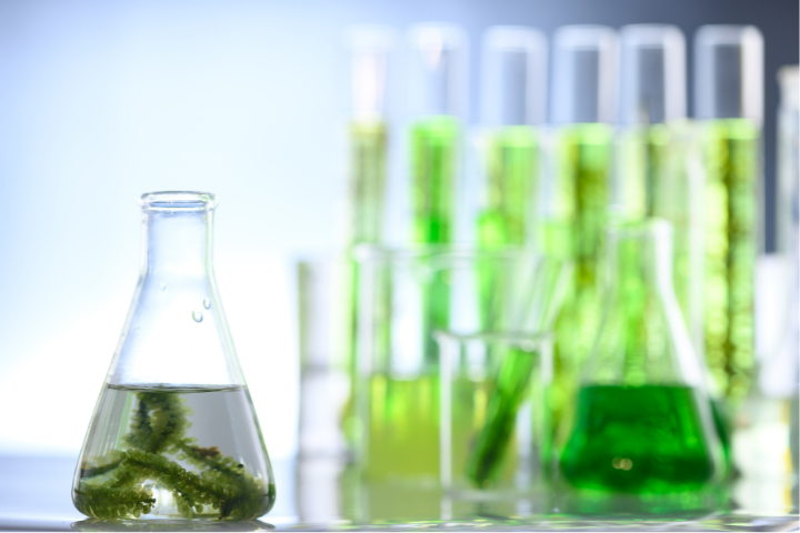 New Study Highlights The Generation Biofuel From Invasive Weeds