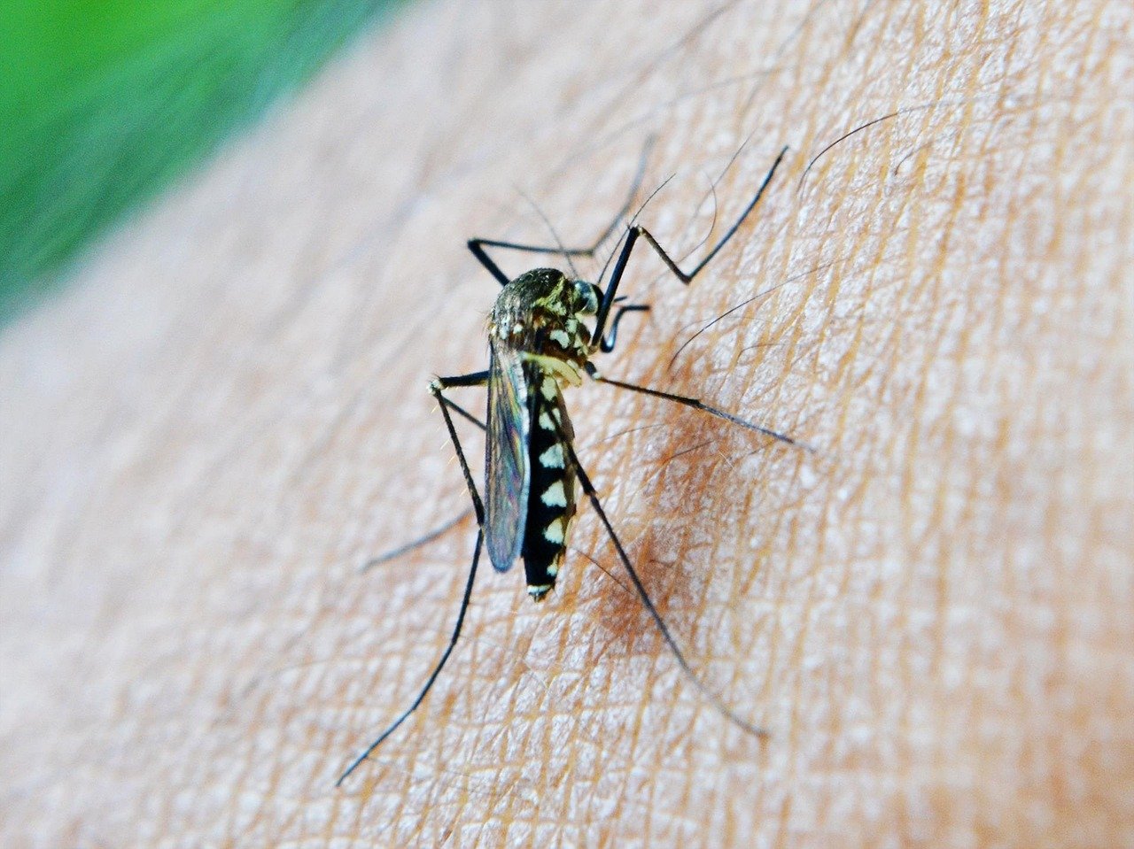 World Mosquito Day
