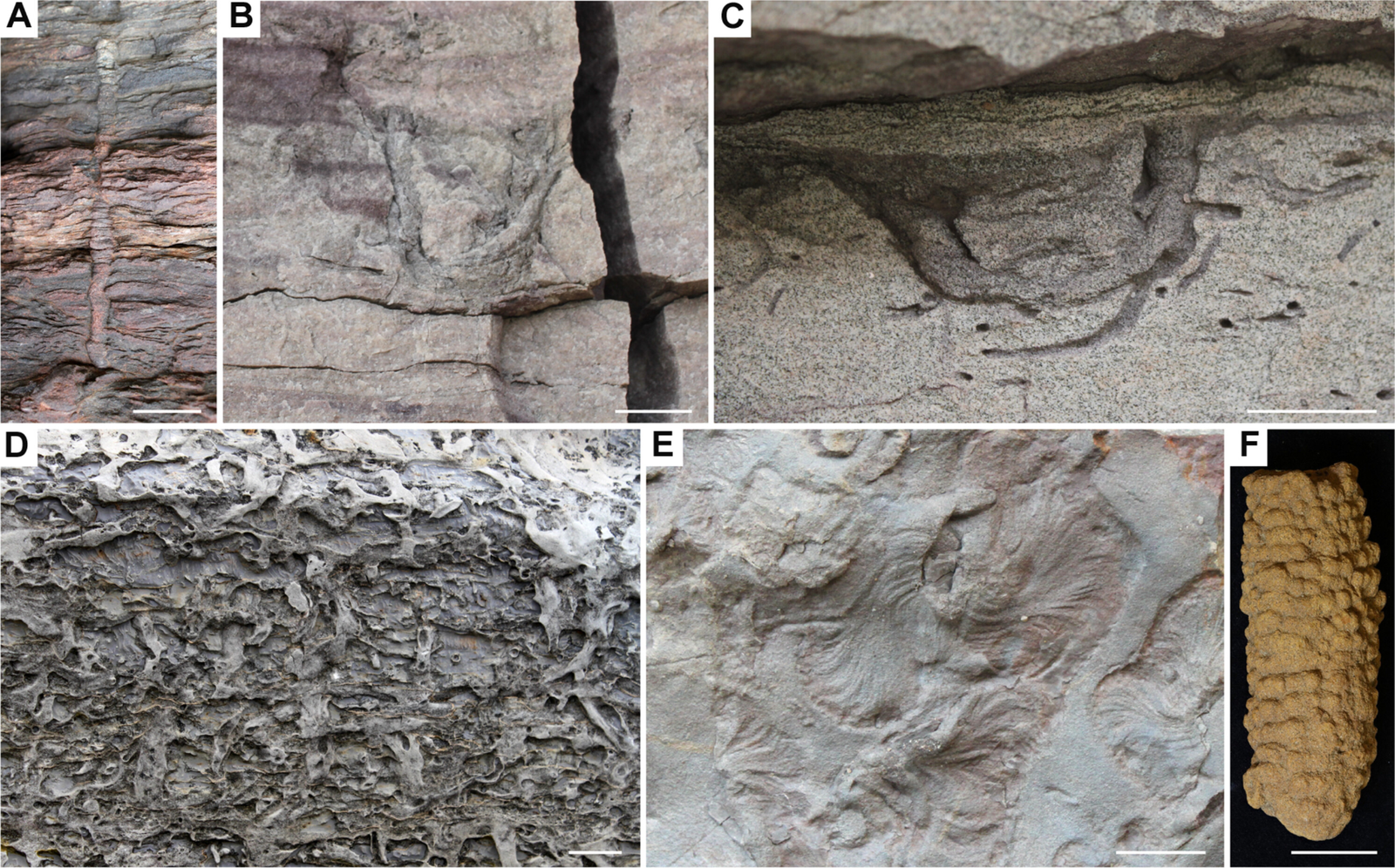 Bioturbation