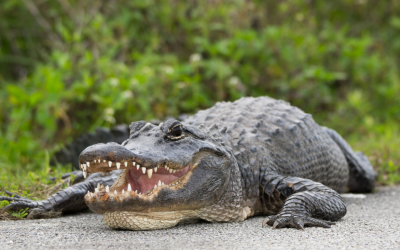 Alligator Awareness Day 2025: Educating Communities On Protecting People And Wildlife