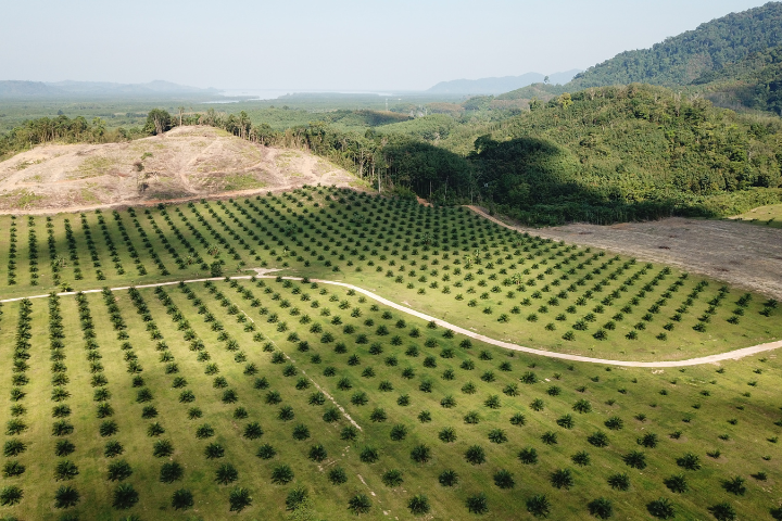 l'huile de palme dans les produits du quotidien et son impact environnemental