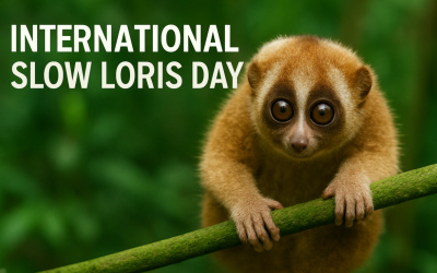 International Slow Loris Day Shines Spotlight On A Vulnerable Primate