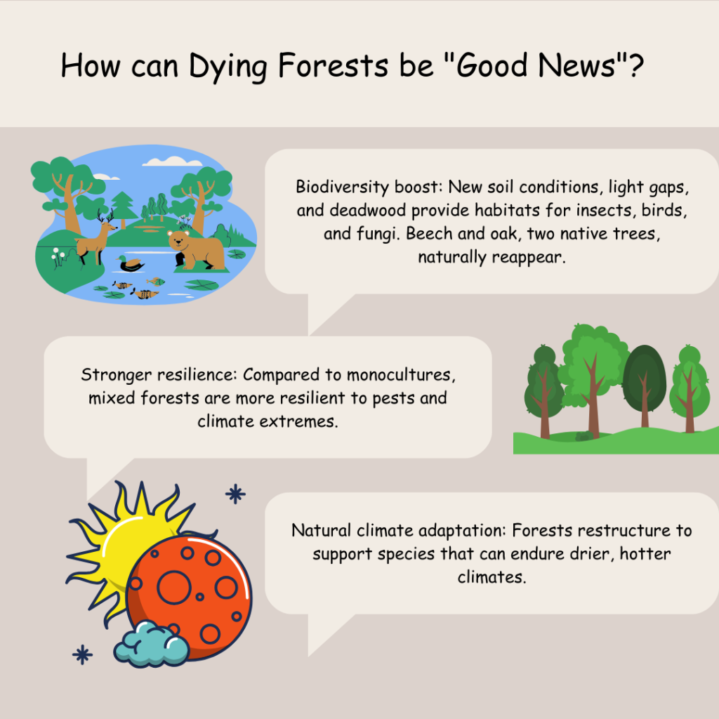 Europe’s dying forests are good news for climate change