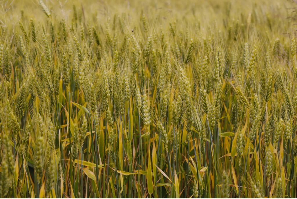 Green Revolution and Climate Change