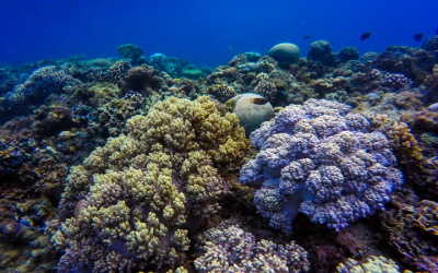 New Ancient Coral Reef Discovered In The Mediterranean, Scientists Reveal