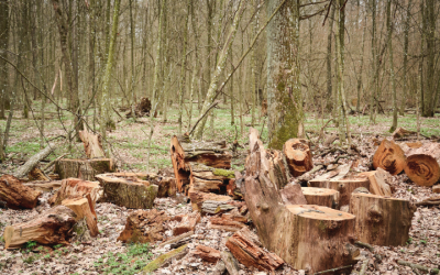 World Falling Far Behind Deforestation Targets As Farms And Fires Drive Forest Loss, Report Warns