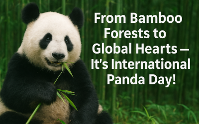 From Bamboo Forests To Global Hearts — It’s International Panda Day!