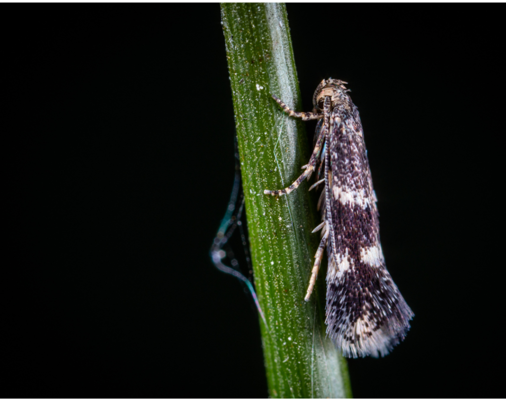 UK’s Nocturnal Insects Declining