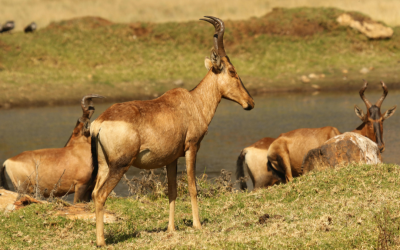 Chad Cuts Ties With Prince Harry’s African Parks Amid Poaching Controversy