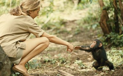 Remembering Jane Goodall: Pioneering Conservationist And Chimpanzee Expert Dies At 91