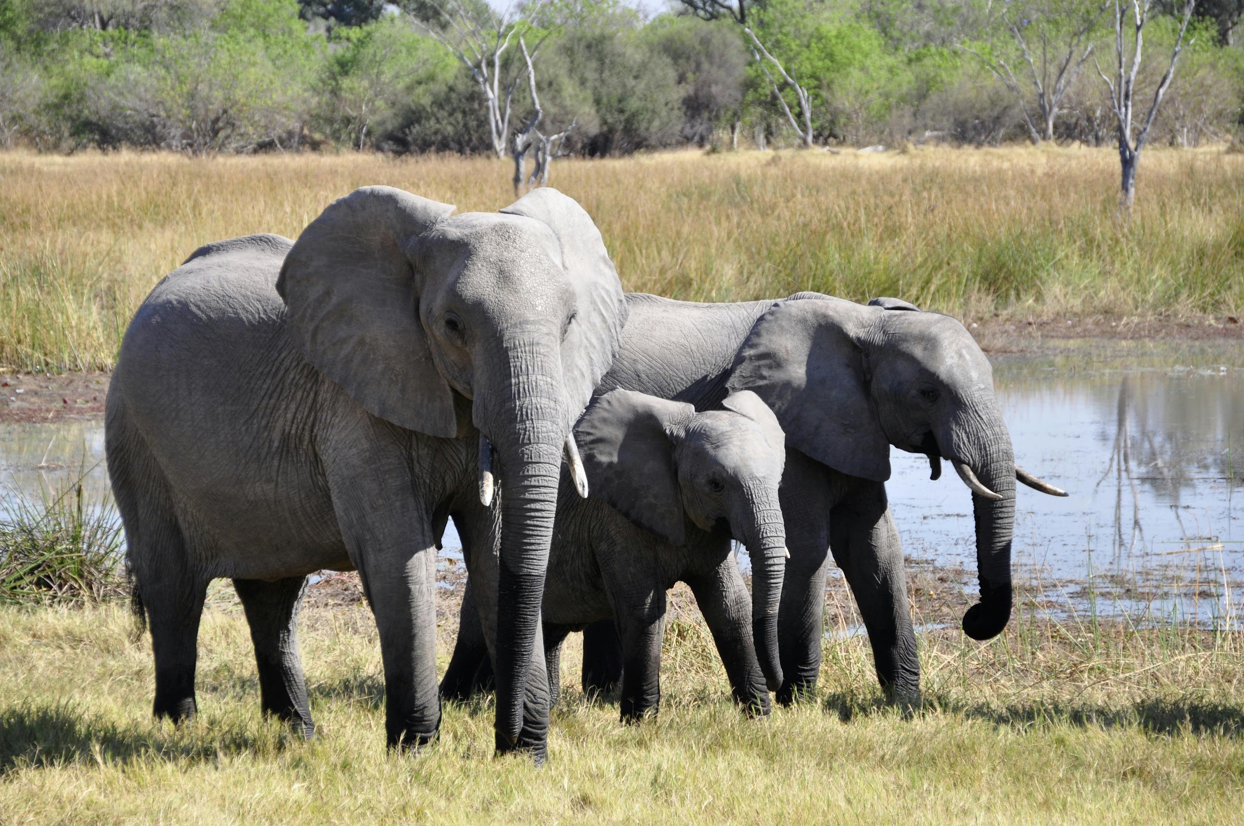 Asian Elephants’ Range Shifting to east