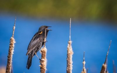 More Than 50% Of Bird Species Facing Decline Worldwide, Study Finds