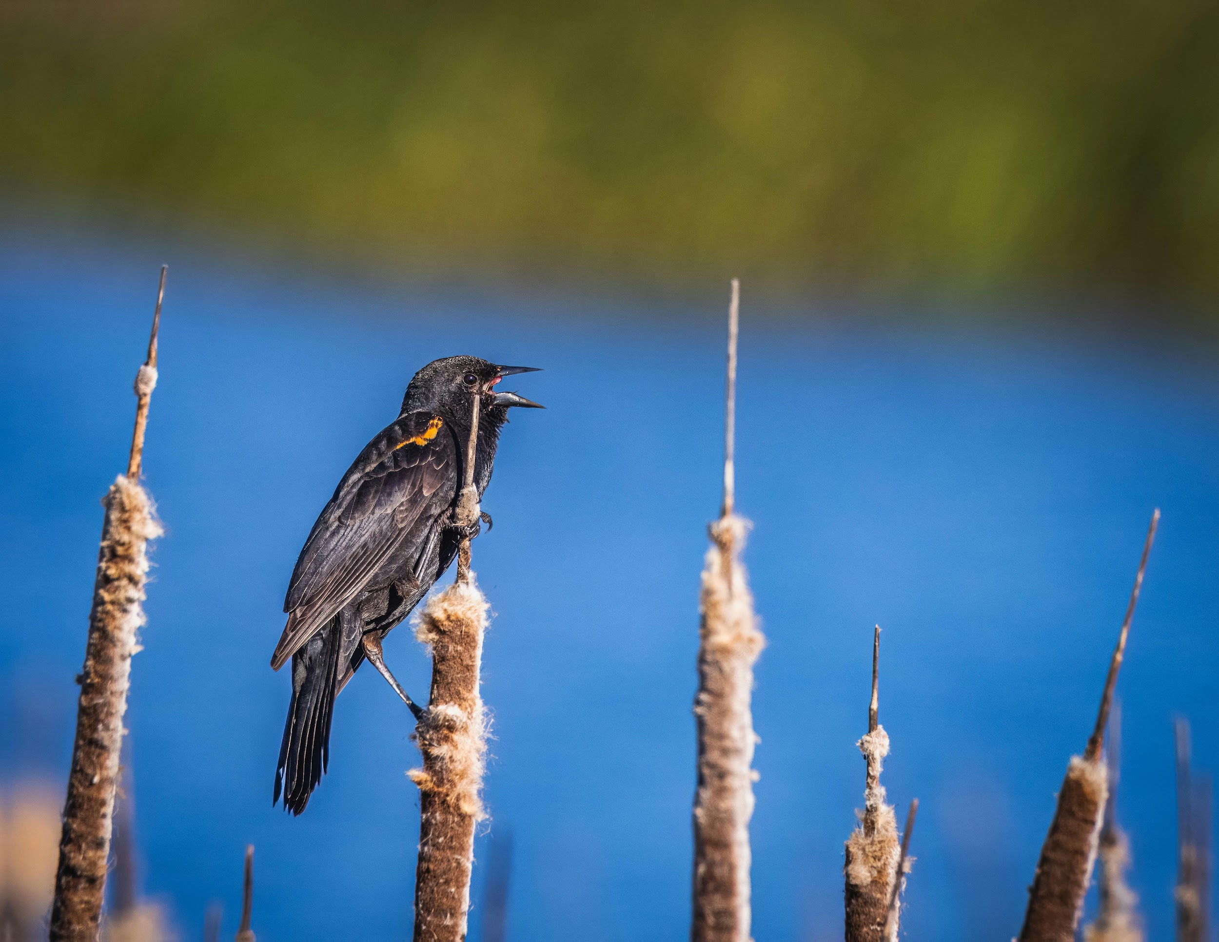 More Than 50% of Bird Species Facing Decline