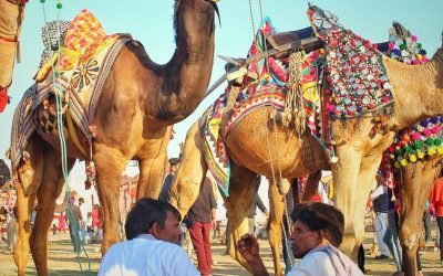 Pushkar Camel Fair: India’s Grand Desert Festival Of Culture, Color, And Camels