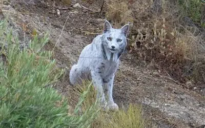 World’s First White Iberian Lynx Spotted In Spain — A Myth Becomes Reality