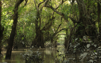 Germany Pledges €1 Billion To Brazil’s Forest Fund, Says Environment Minister