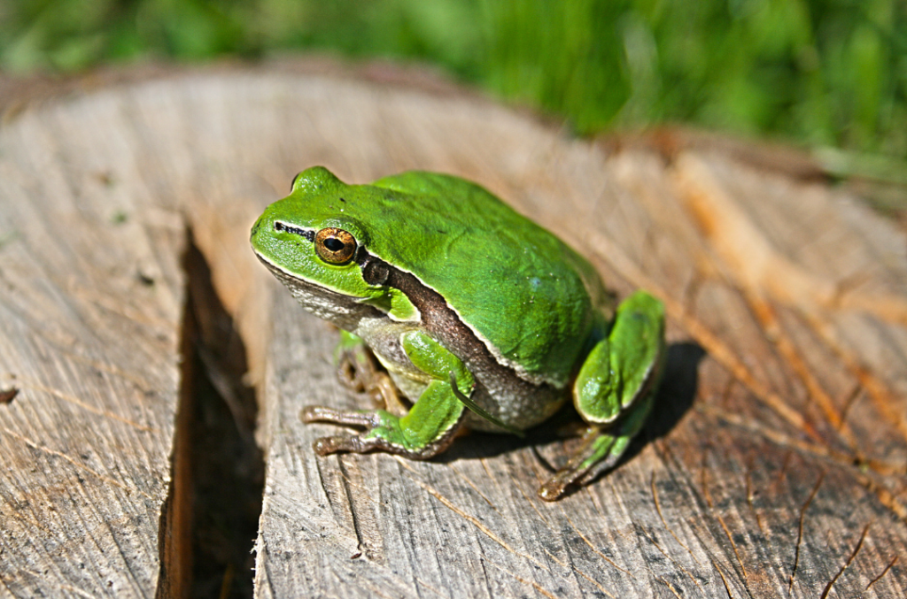 Amphibian Species in Sharp Decline
