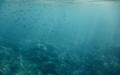 Rapid Rise In Coastal Ocean Acidity Surprises Scientists Amid Climbing CO₂ Levels