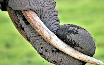 Power, Privilege, And The Law: Mohanlal’s Ivory Case Reveals India’s Conservation Blind Spots