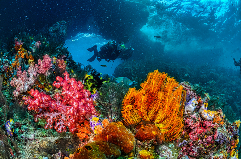 Western Australia’s Ningaloo Reef Suffers 70% Loss