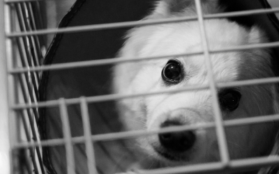 International Animal Rights Day 2025: History And Importance