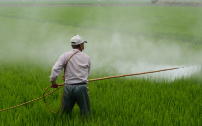 Hazardous Pesticide Practices Exposed In South Asia, Yavatmal Cotton Belt A Key Concern
