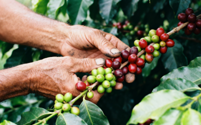 India’s Coffee Exports Poised To Hit Historic $2 Billion In 2025