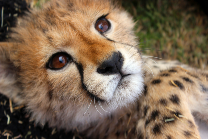 International Cheetah Day