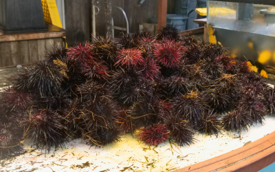 Deadly Marine Pandemic Leaves Sea Urchin Populations Near Extinction
