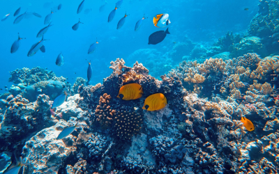 New Study Reveals 48% Loss Of Hard Coral Across Caribbean Reefs