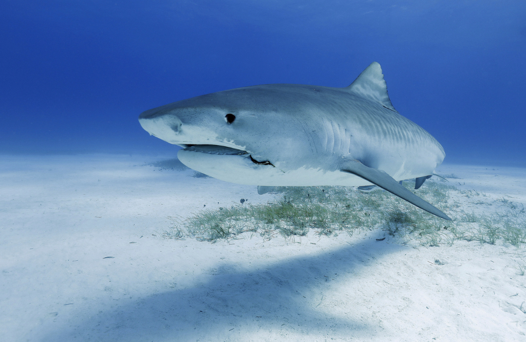 Mediterranean Great White Sharks at Risk of Extinction