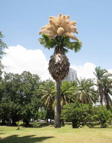 Rare Rio Palms Blossomed Just Once Before Dying