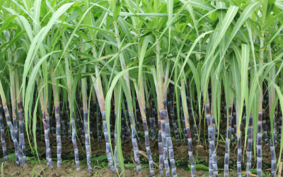 India Sees A 43% Surge In Sugar Output For Oct–Nov, Driven By Higher Recovery