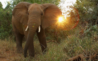 Alarming Rise In Elephant Deaths In Jharkhand Exposed By New WII Study