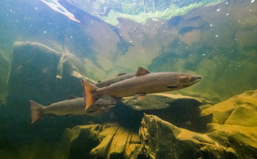 Young Atlantic Salmon Spotted in Three English Rivers