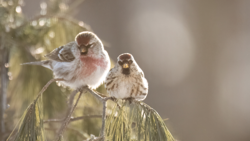 UK’s Warmest Spring on Record Boosted Songbird Breeding