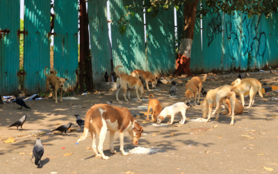 Sarpanches Face Backlash Over Deadly Plan That Saw 500 Dogs Poisoned In Telangana