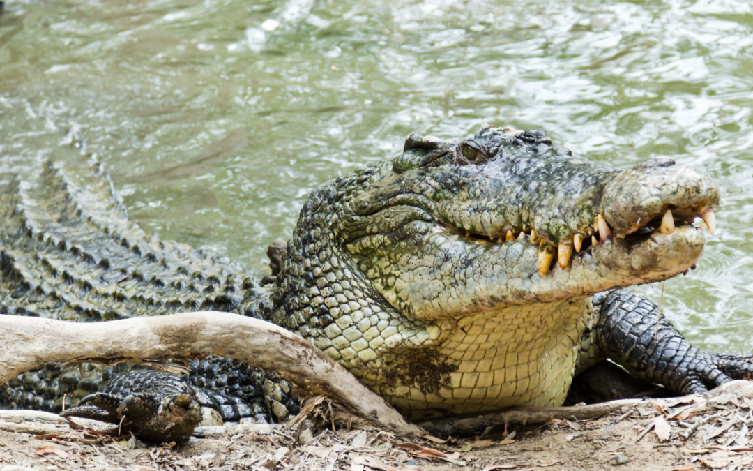 Saltwater Crocodile Numbers Rise In Odisha, Reaching 1,858