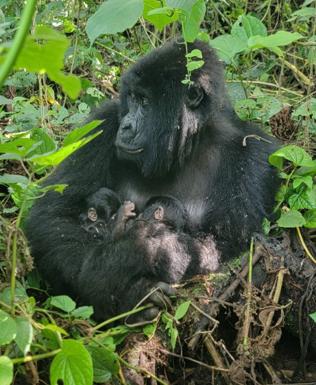 Rare Mountain Gorilla Twins Are Born in Congo