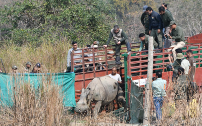 Orphaned By Assam Floods Years Ago, Two Rhinos Return To Kaziranga