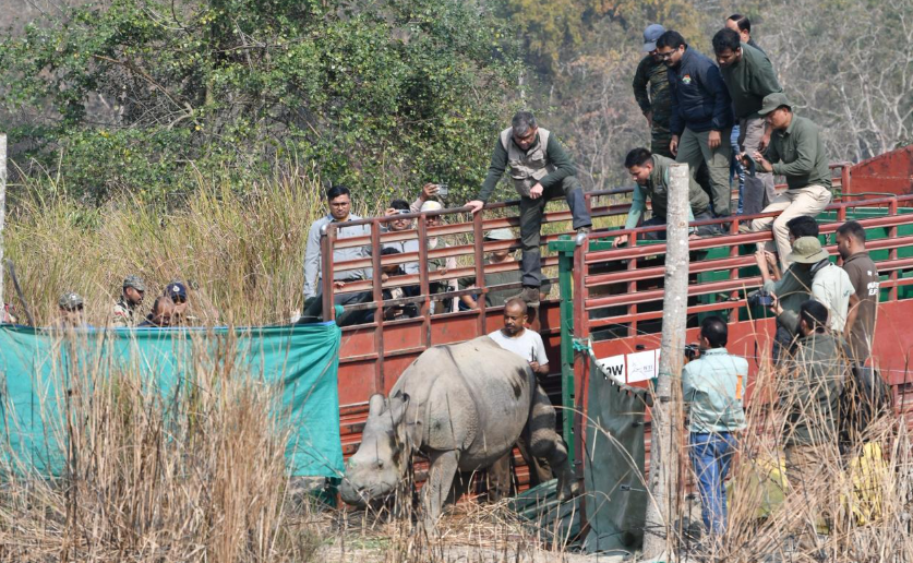 Two Rhinos Return to Kaziranga