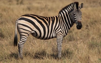 International Zebra Day 2026: Celebrating One Of Nature’s Most Iconic Species