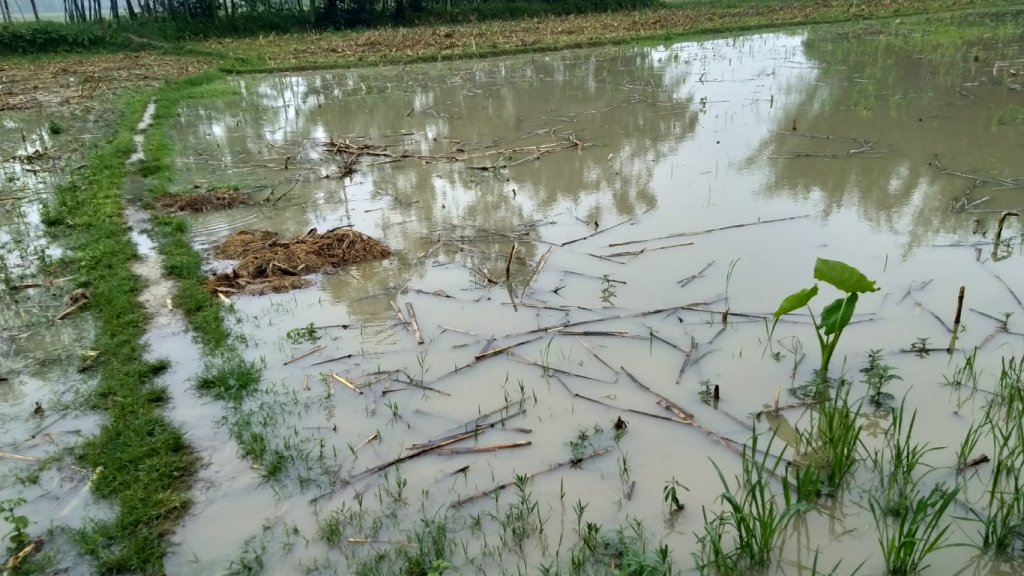 Storm Marta Devastates Crops