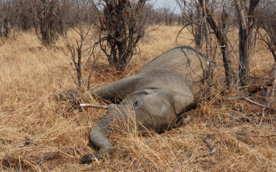 World Zoothanasia Day: Rethinking The Ethics Of Animal Management In Zoos