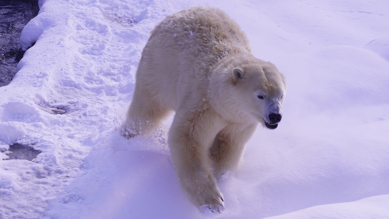 International Polar Bear Day