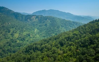 Himachal Aims To Increase Forest Cover To 31% By 2030