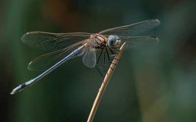 New Dragonfly Species Found In Kerala, Named Lyriothemis Keralensis