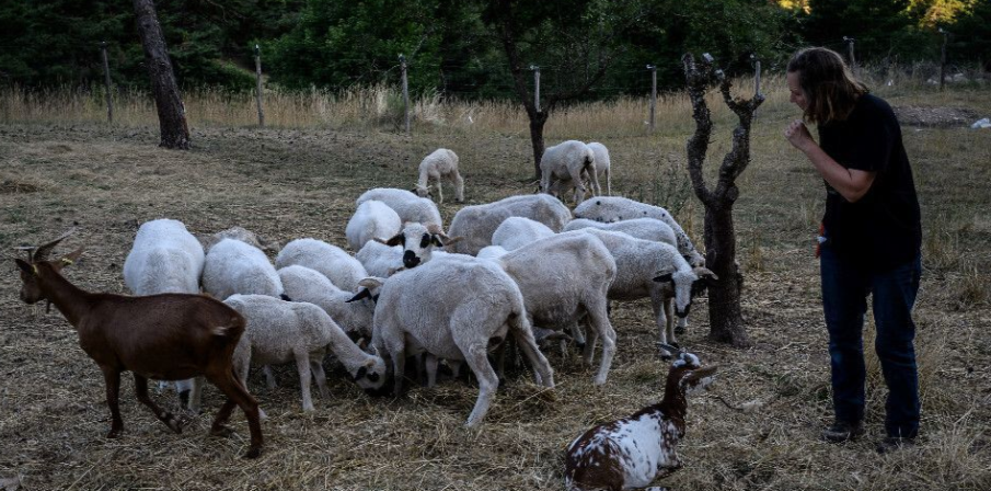 France Moves to Cull 200 Wolves