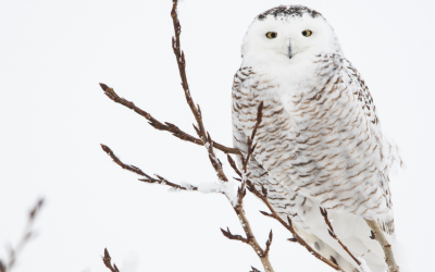 CMS COP15 In Brazil Expands Protection To 40 New Species